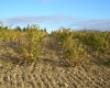 Dpt Aude (11), à vendre proche Narbonne - exploitation viticole de 20 ha -   