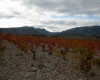 Dpt aude (11), à vendre proche narbonne terrain de 20.45 ha - vignes vin de corbieres